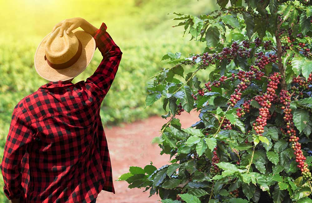 El Eje Cafetero: Un Tesoro Turístico en Colombia