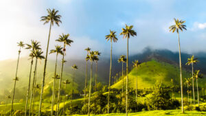 Valle del Cocora, Quindío