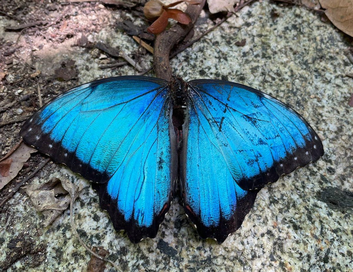 Mariposa Morpho, habitual habitante de los bosques. Foto: natalia_jaramillo_e