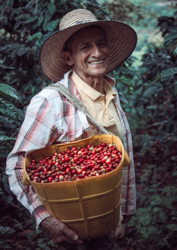 A vertical shot of a Hispanic male carrying a basket with cherry red coffee beans