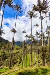 Valle del Cocora