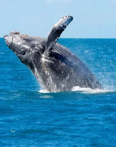 Ballenas jorobadas en el Pacífico Colombiano