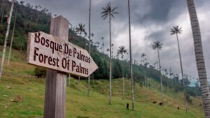 Valle del Cocora