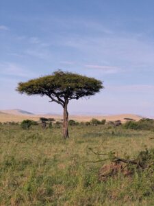 Safari en los Llanos Orientales