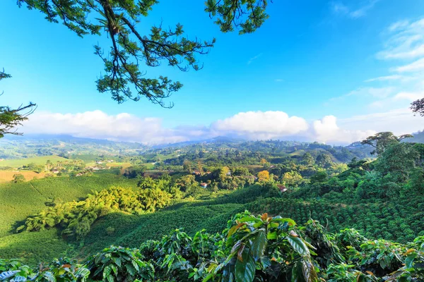 Descubre los destinos favoritos del Eje Cafetero para un fin de año inolvidable