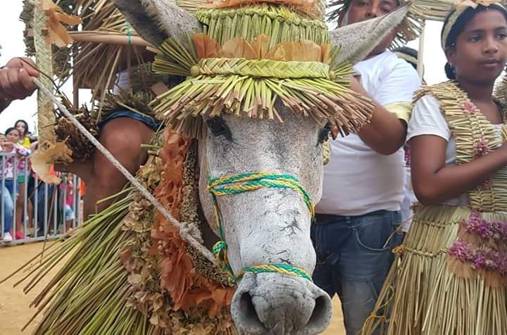 El Festival Nacional del Burro en San Antero: un singular evento en la Costa Caribe